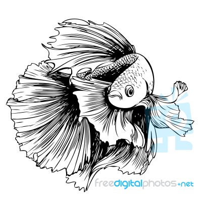Betta Splendens, Siamese Fighting Fish Stock Image