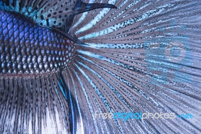 Betta Tail Fish Abstract Stock Photo