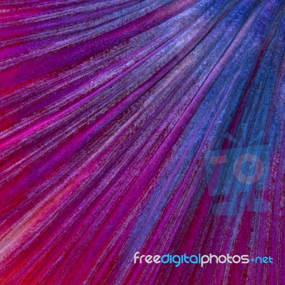 Betta Tail Fish Abstract Stock Photo