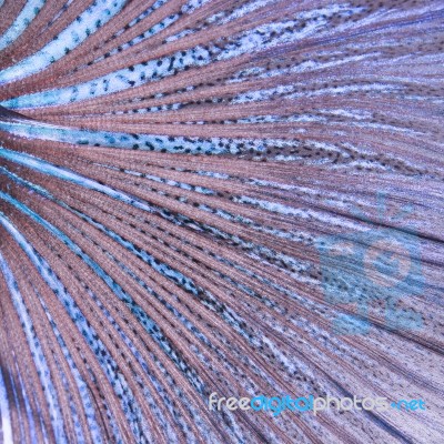 Betta Tail Fish Abstract Stock Photo