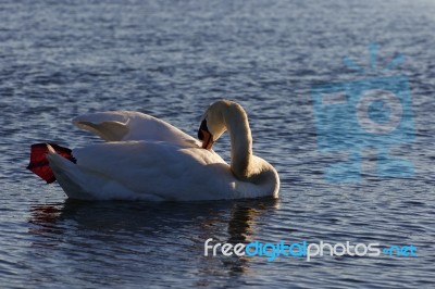 Beutiful Swan Is Cleaning His Feathers While Swimming In The Lake Stock Photo