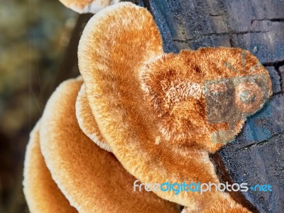 Big Hairy Fungus On A Tree Stump Stock Photo