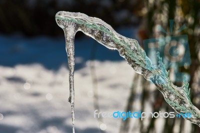 Big Icicle On A Branch Of A Juniper Stock Photo