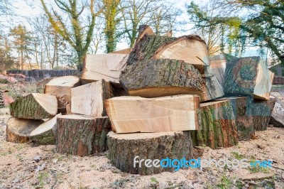 Big Oak Tree Trunks Sawn In Parts Stock Photo