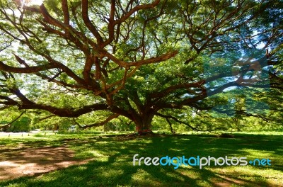 Big Tree Stock Photo