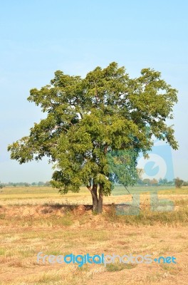 Big Tree Stock Photo