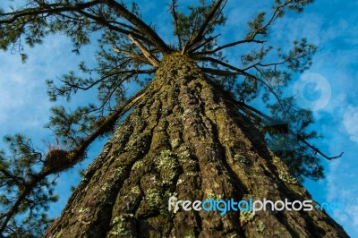Big Tree And Blue Sky Stock Photo