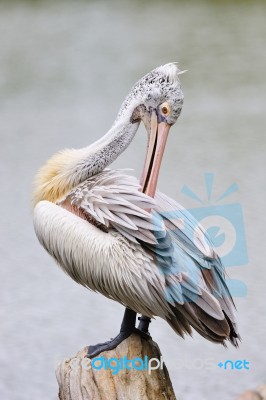 Billed Pelican Stock Photo