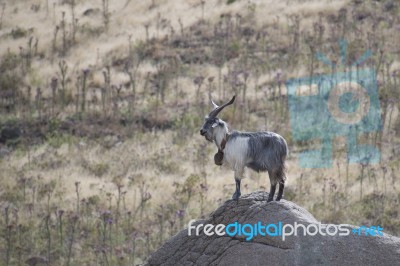 Billy Goat On A Rock Stock Photo