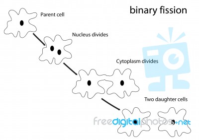 Binary Fission Stock Image