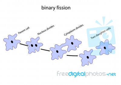 Binary Fission Stock Image