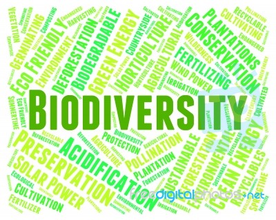 Biodiversity Word Representing Animal Kingdom And Biodiverse Stock Image