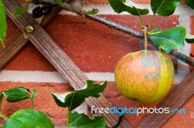 Biological Apple Stock Photo