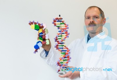 Biologist Shows Dna And Mrna Model Stock Photo