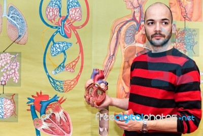 Biology Teacher Shows Human Heart Stock Photo