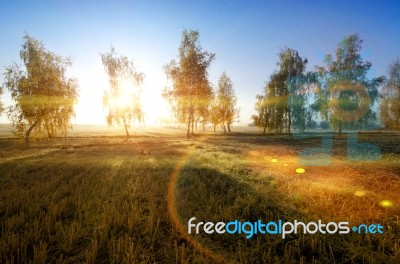 Birch And Autumn Sun Stock Photo