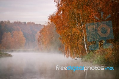 Birch Tree Near The River On A Misty Morning Stock Photo