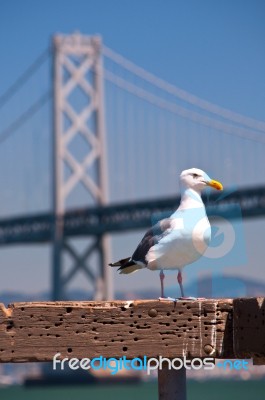 Bird At Bay Bridge Stock Photo