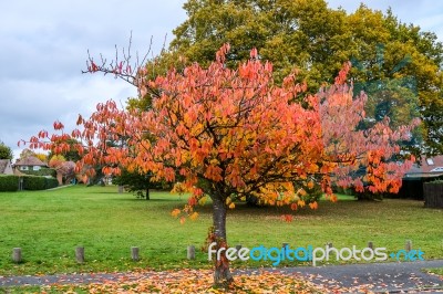 Bird Cherry (prunus Padus) Tree In Autumn In East Grinstead Stock Photo