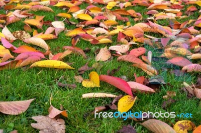 Bird Cherry (prunus Padus) Tree Leaves In Autumn In East Grinste… Stock Photo