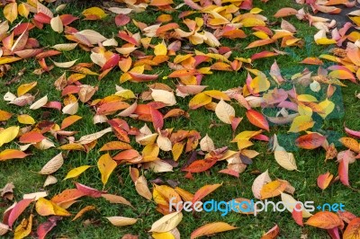 Bird Cherry (prunus Padus) Tree Leaves In Autumn In East Grinste… Stock Photo