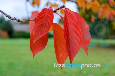 Bird Cherry (prunus Padus) Tree Leaves In Autumn In East Grinste… Stock Photo