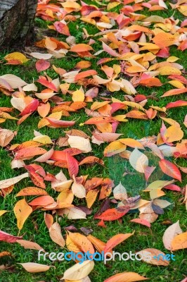 Bird Cherry (prunus Padus) Tree Leaves In Autumn In East Grinste… Stock Photo