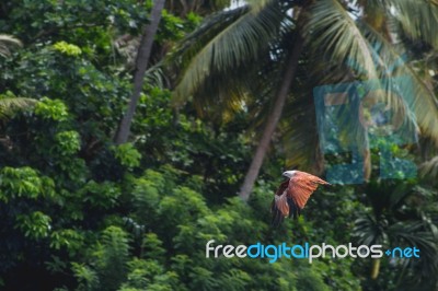 Bird Flying With Trees In The Background Stock Photo