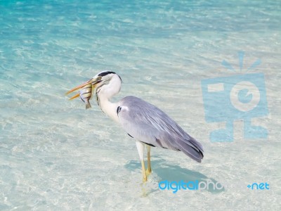 Bird Holding Fish In Sea Stock Photo