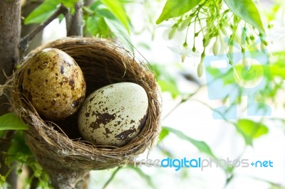Bird Nest In Garden Stock Photo