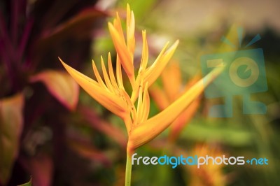 Bird Of Paradise Plant In The Garden Stock Photo Bird Of Paradise Plant In The Garden Stock Photo