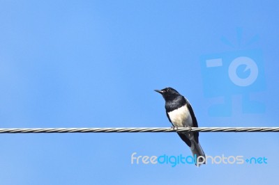 Bird On Wire Stock Photo