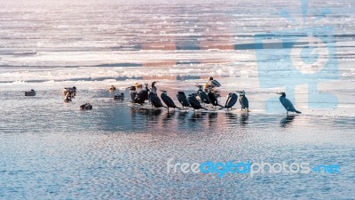 Birds And Ducks On Han River Covered With Ice In Winter, Seoul In South Korea Stock Photo
