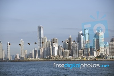 Birds In Flight With The Background The City Of Panama Stock Photo
