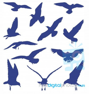 Birds - Seagulls Stock Image