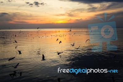 Birds Silhouettes Flying Stock Photo