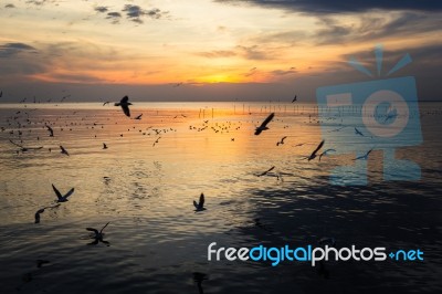 Birds Silhouettes Flying Stock Photo