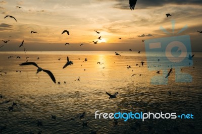 Birds Silhouettes Flying Stock Photo