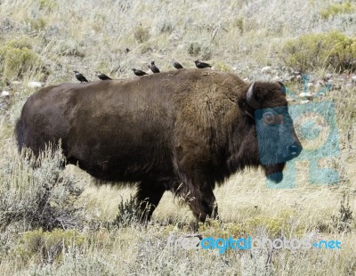 Bison And Birds Stock Photo