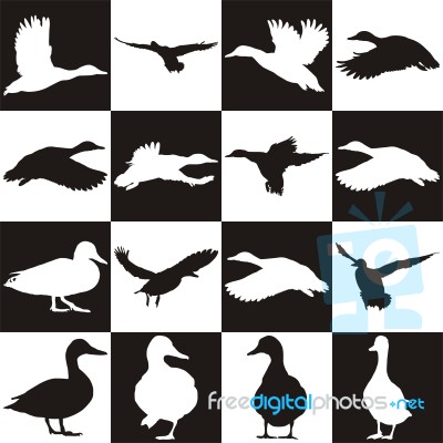 Black And White Background With Mallards Stock Image