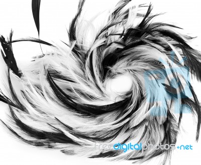 Black And White bird Feathers Stock Photo