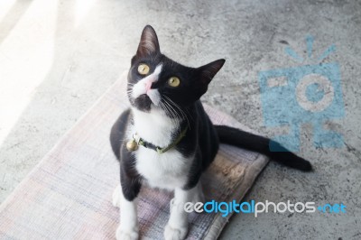 Black And White Cat Looking Up Stock Photo