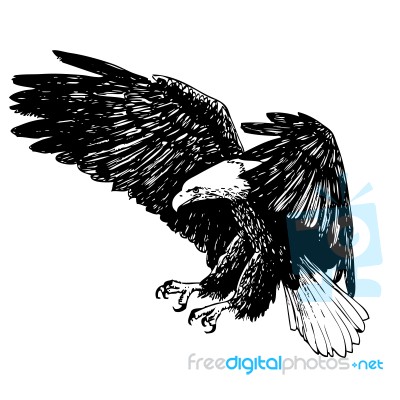 Black And White Eagle Hand Drawn Stock Image