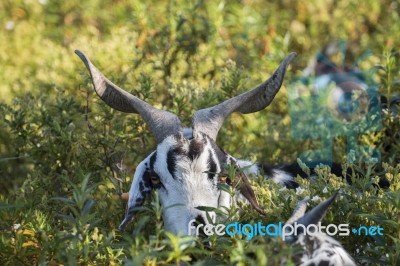 Black And White Goat In A Pasture Stock Photo