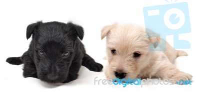 Black And White Puppy Dogs Stock Photo