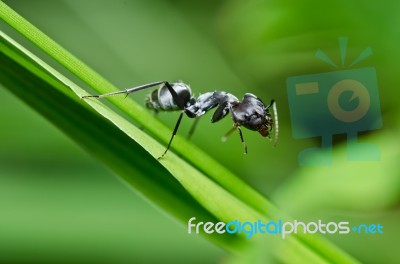 Black Ant In Green Nature Stock Photo
