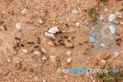 Black Ants On The Ground Stock Photo