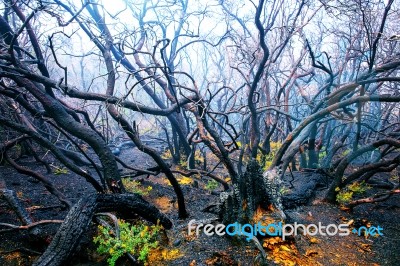 Black Ashes Of Tree After Forest Fire Stock Photo
