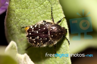 Black Beetle Stock Photo