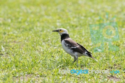 Black Collared Starling Birds Feeding On Green Grass Field Stock Photo